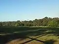 Yaralla Estate field and Turpentine forest