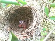 Chick and egg, Phuket, Thailand