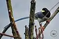 Yellow-billed blue Magpie at Gulmarg, Kashmir