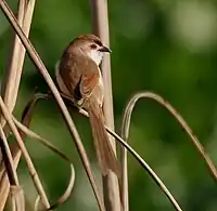 In typical habitat of grass, note the yellow nostril. (Hodal, Haryana)