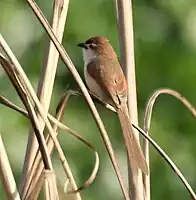 Perched on grass (Hodal, India)