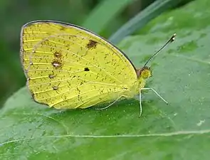 Ventral view