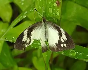 Dorsal view (female)