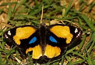 Dorsal view (male)