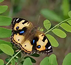 Dorsal view (female)