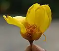 Detail of a flower