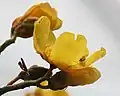 Cochlospermum religiosum flowers in   Kolkata