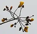 Cochlospermum religiosum flowers in   Kolkata