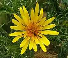 Spanish oyster flower