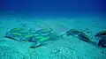 A school of yellow-striped goatfish (Parupeneus chrysopleuron) and whitesaddle goatfish (Parupeneus ciliatus) searching food on the sandy bottom, northeast coast, Taiwan