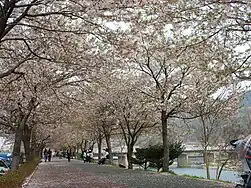 Yocheon River in spring (2008) - I