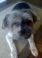 A Yorkshire Terrier with floppy uncropped ears