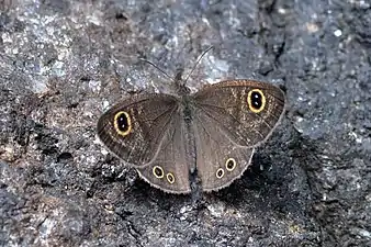 Dorsal view