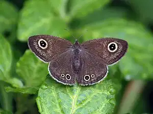 Dorsal view