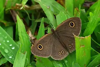 Imago (upper side)