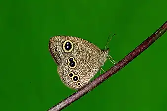 Ventral view