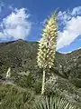 Hesperoyucca whipplei in the San Gabriel Mountains