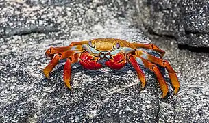 Image 9Grapsus grapsusPhotograph credit: Diego DelsoThe red rock crab (Grapsus grapsus), also known as "Sally Lightfoot", is one of the commonest crabs along the western seaboard of the Americas. John Steinbeck wrote of them, "Everyone who has seen them has been delighted with them ... These little crabs, with brilliant cloisonné carapaces, walk on their tiptoes, they have remarkable eyes and an extremely fast reaction time." He tried to catch them but to little avail. "If you walk slowly, they move slowly ahead of you in droves. If you hurry, they hurry. When you plunge at them, they seem to disappear in a puff of blue smoke."More selected pictures