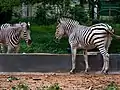 Zebras