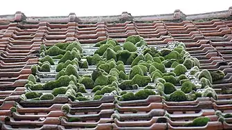 A small Zen roof garden