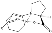 A six-membered transition state in asymmetric proline catalysis.