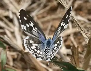 Female imago