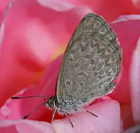 Common Grass Blue butterfly