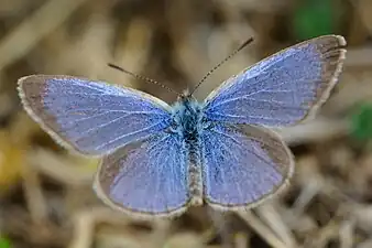 Dorsal view (male)