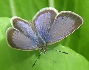 Dorsal view