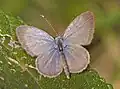 Male (upper side)