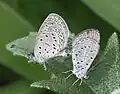 Mating pair