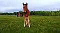 A foal of the Posavac