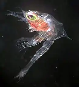 Image 6This Zoea-stage larva is hardly recognisable as a crab, but each time it sheds its cuticle it remodels itself, eventually taking on its final crab form (from Arthropod exoskeleton)