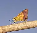 Imago (ventral view)