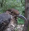 Long-billed thrush, Arunachal Pradesh, India