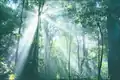 Mixed sclerophyll and rainforest, Lamington National Park