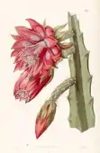 Disocactus speciosus as Cereus speciosissimus