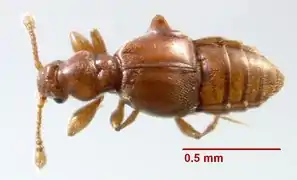 Trimioplectus obsoletus